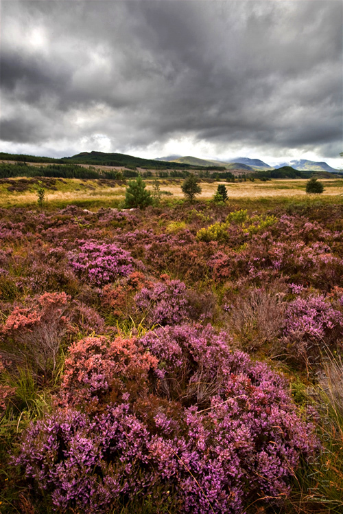Photo of beautiful heather with stormy skies above