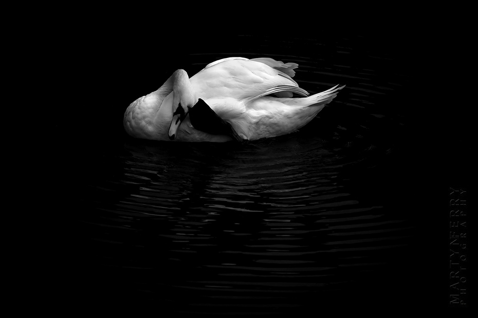 Beautiful image of swan grooming in black and white