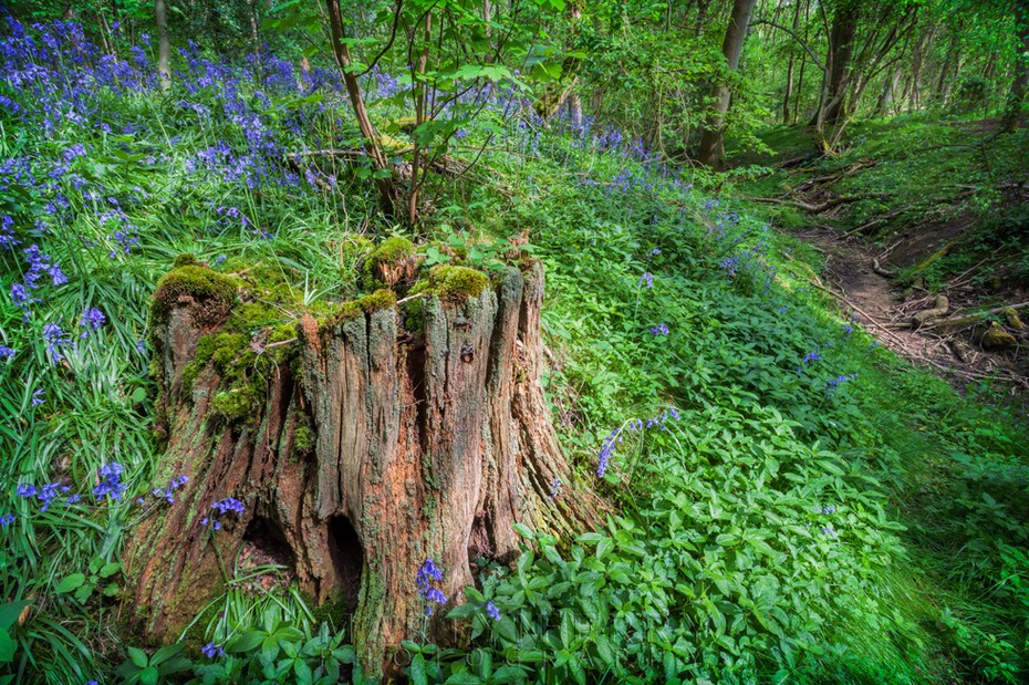 Tree stump surrounded by bluebells in a Wildlife Trust woods