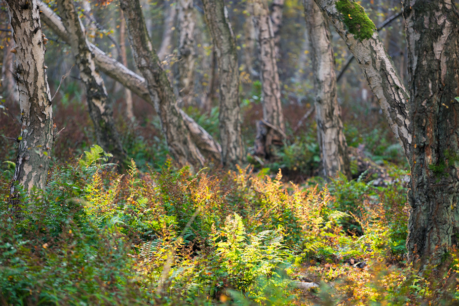 Sunlight on green ferns at Holme Fen