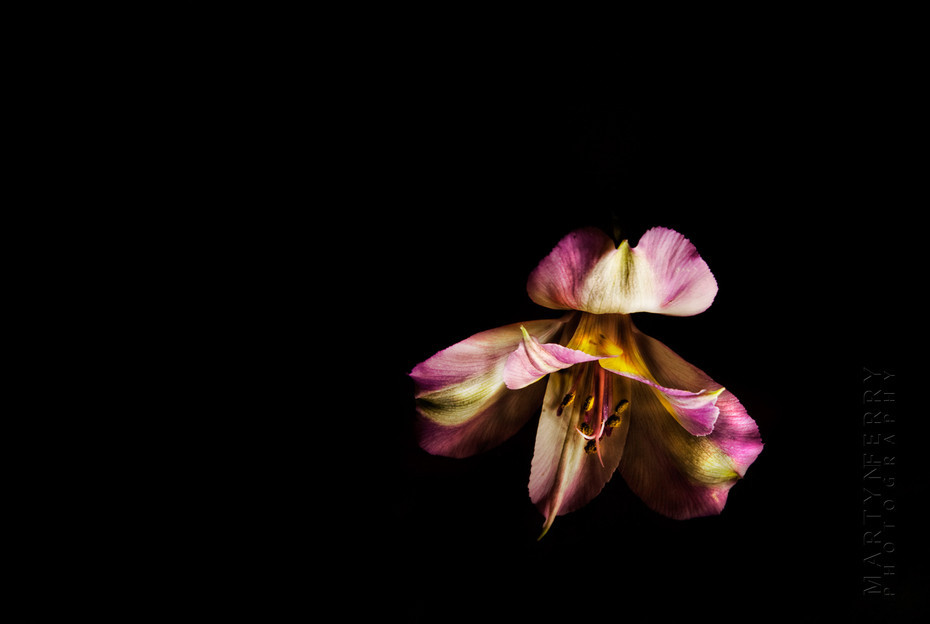Fine art flower photography of a pink lilly