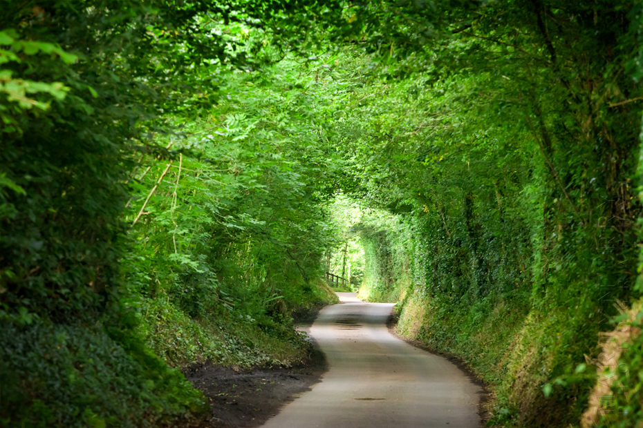 Green tunnel in Exmoor National Park