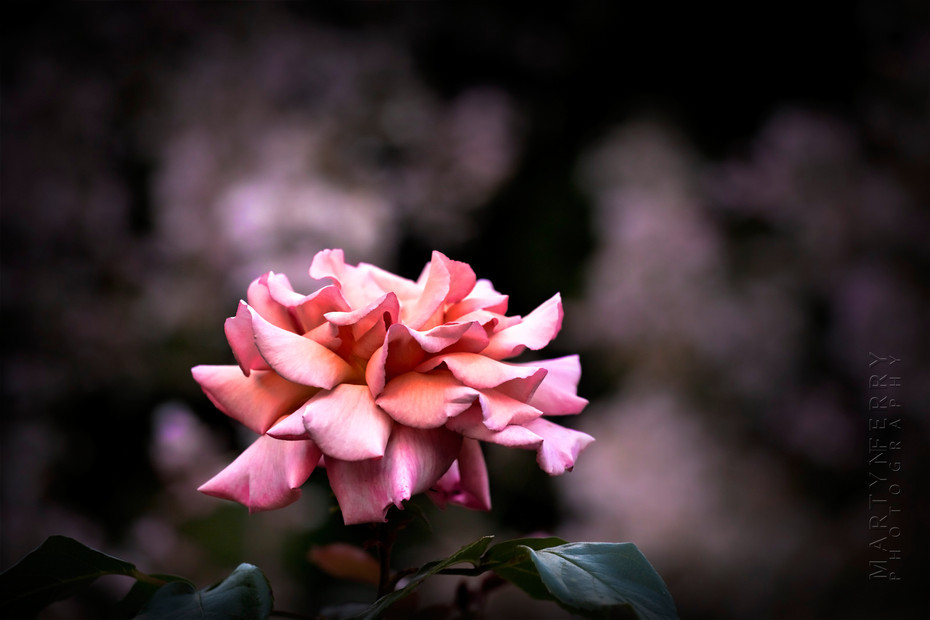 Stunning pink rose image with incredible petals