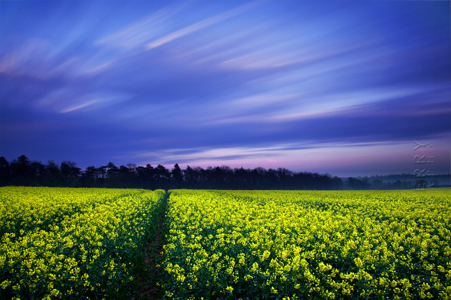 Evening photograph of striking yellow field at sunset in the Cotswolds