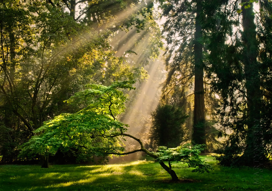 Beautiful sunbeams filtering through branches