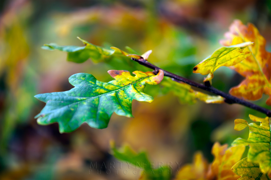 Oak leaf changing into autumn colours at Monks Wood