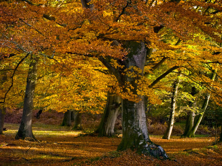 Beech trees in autumn in the New Forest