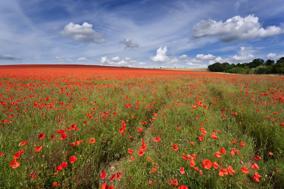 Summer field of bright red poppies under a blue sky