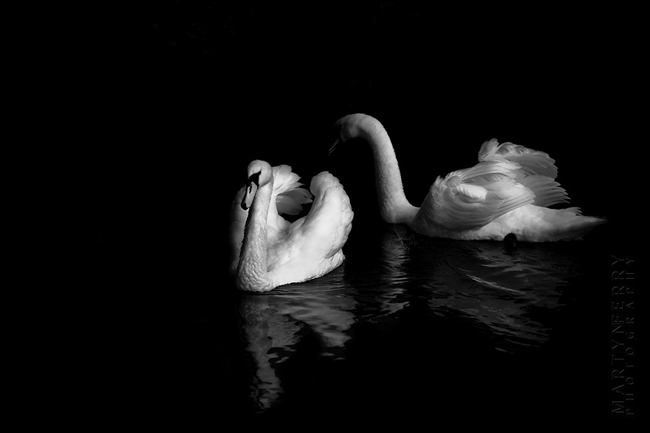 Elegant image of two swans in black and white