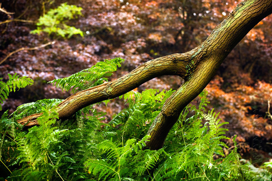 Photograph of a forked branch plunging into ferns