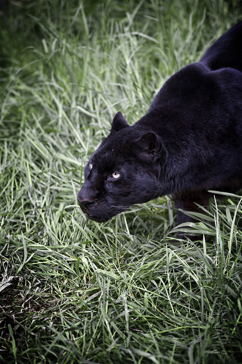 Aggressive black leopard snarls