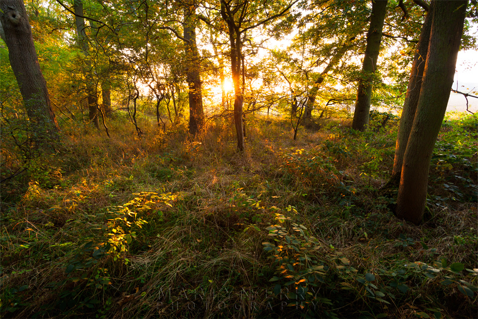 Sunset beams through the trees at Monks Wood in Cambridgeshire