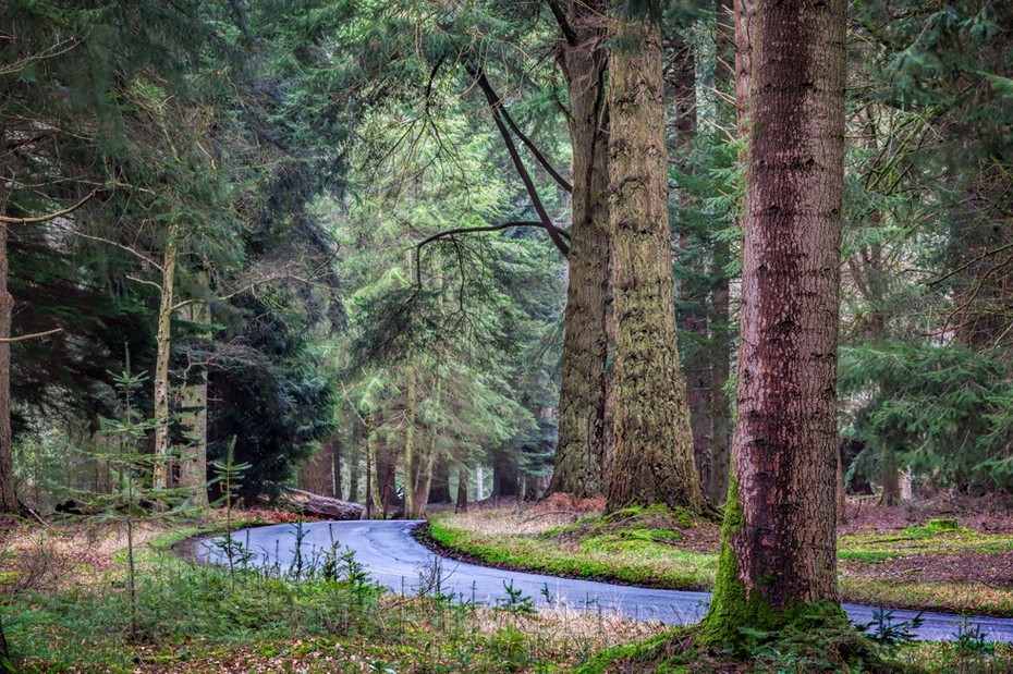 An empty road winds beneath giant trees in the New Forest
