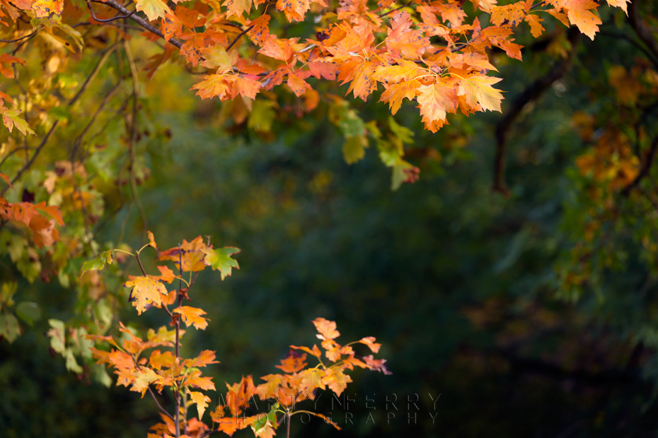 Bright orange leaves of autumn frame this woodland image