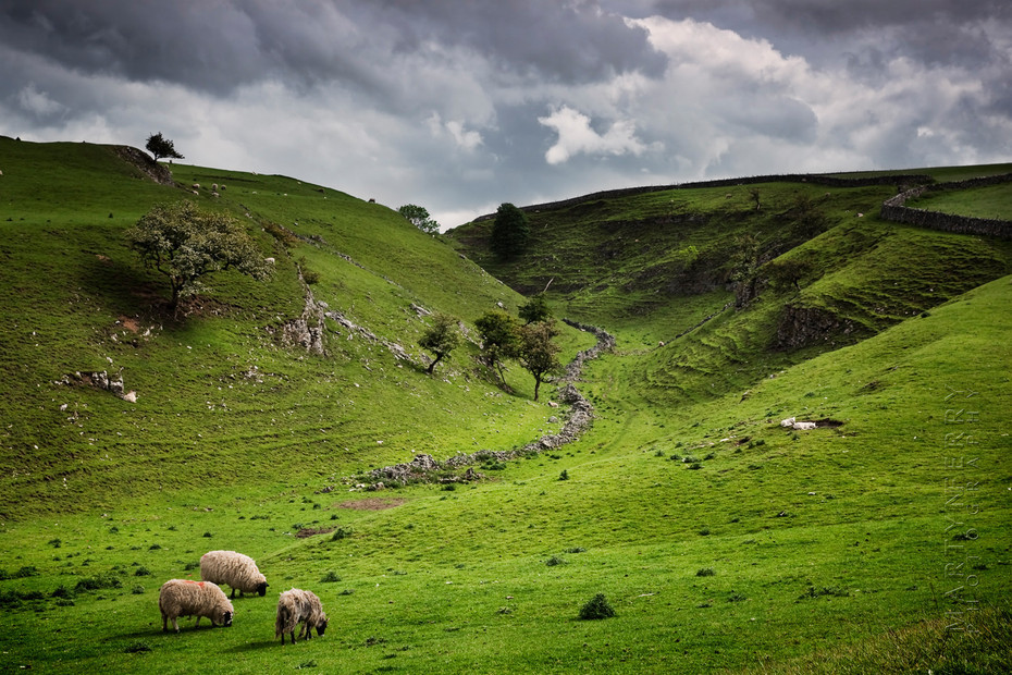 Bucolic image of a a Peak District valley with sheep