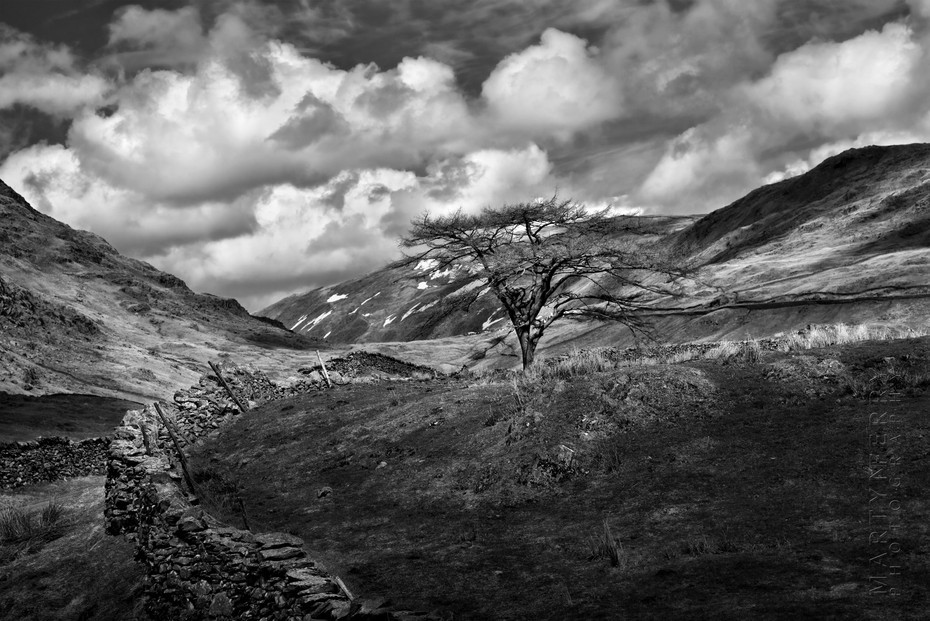 Black and white image of tree under clouds