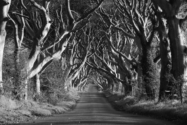 Dark Hedges, Stranocum - Local Landscapes
