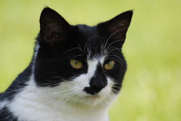 Tilly - General