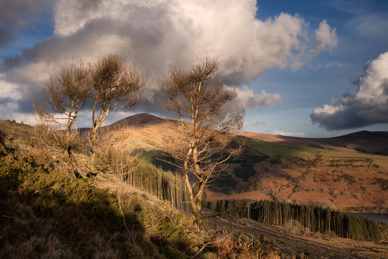 Carraghan between the Pines - Isle of Man Landscapes