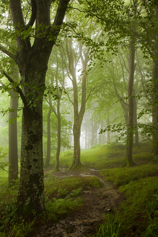 The Rain Forest - Manx National Glens