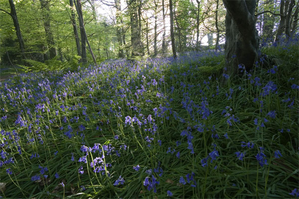Evening Bluebells - Manx National Glens
