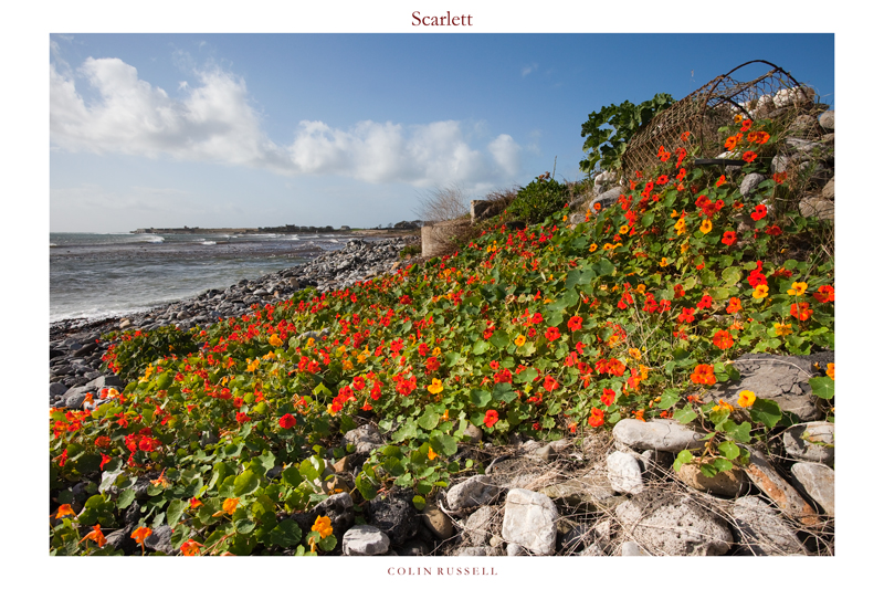 Scarlett Nasturtiums - Isle of Man Seascapes/Coastal