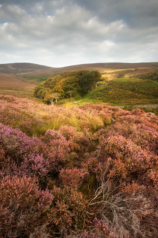 Heather in the Dale - Isle of Man Landscapes