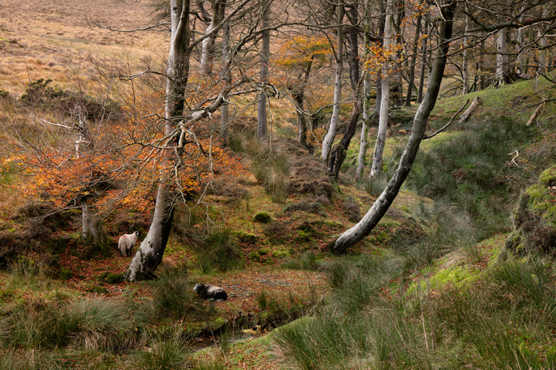 Beneath the Beech - Isle of Man Landscapes