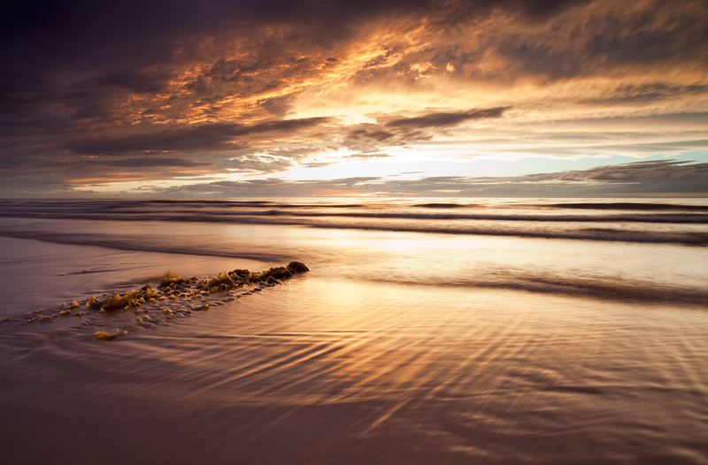 Kelp - Isle of Man Seascapes/Coastal