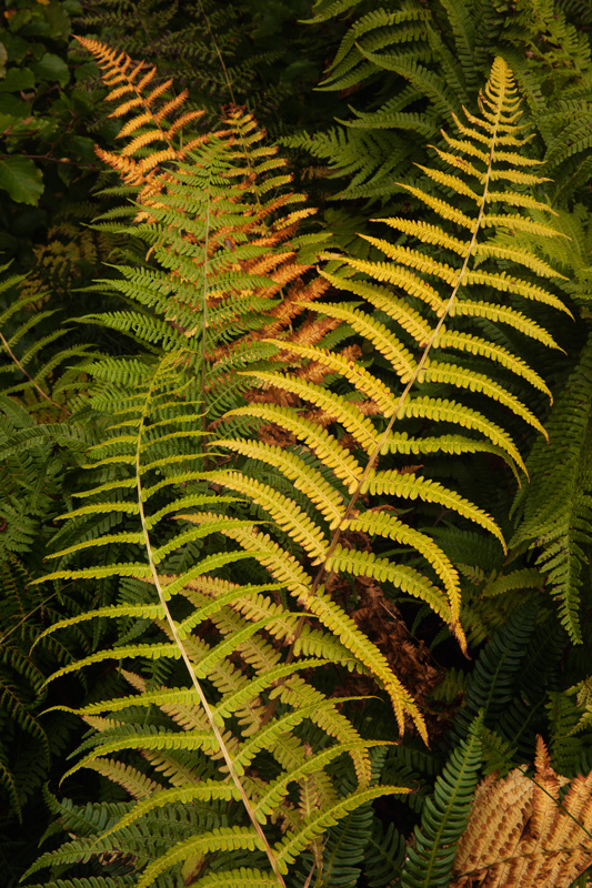 The Fern Dance - The Isle of Man Close Up