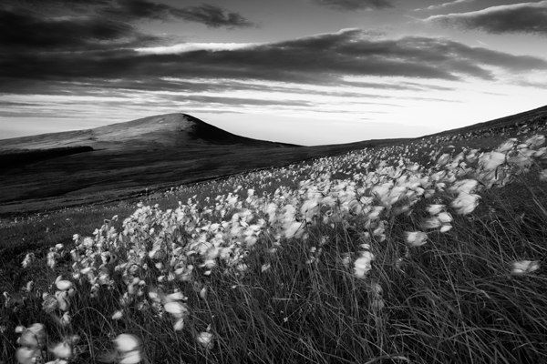 Catching the Breeze - Mann in Mono