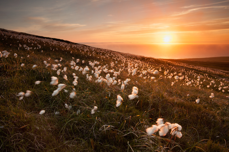 Cotton Grass - Isle of Man Landscapes
