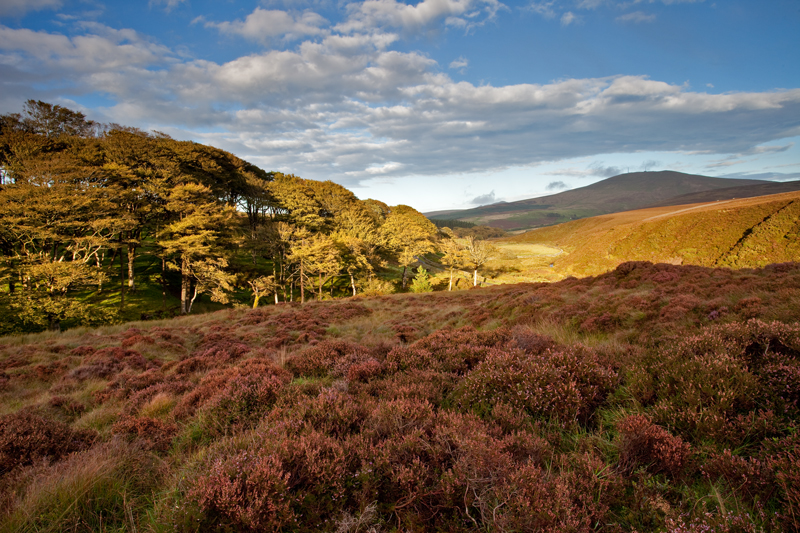 Druidale - Isle of Man Landscapes