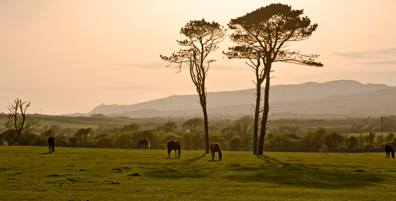 Thoroughbreds - Isle of Man Landscapes