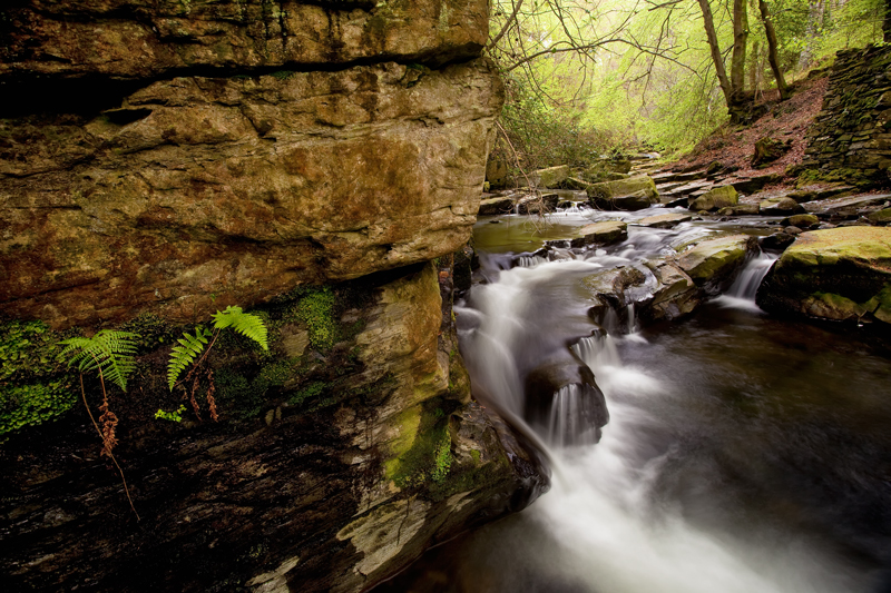 Spring in the Glen - Manx National Glens