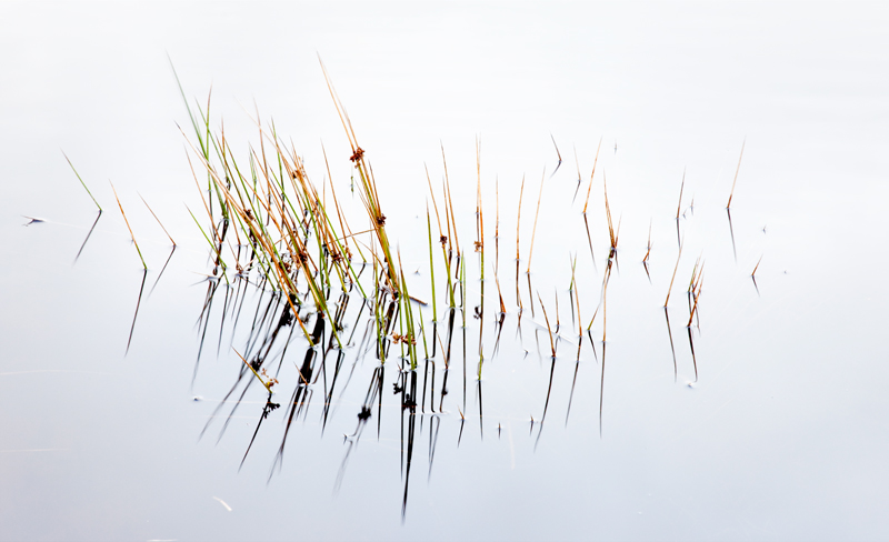 Marram Reflection - The Isle of Man Close Up