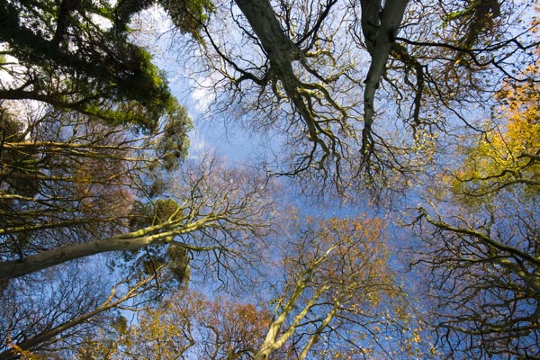 Look Up - Manx National Glens