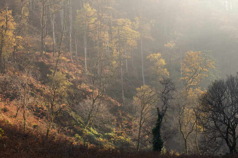 The Golden Glen - Isle of Man Landscapes