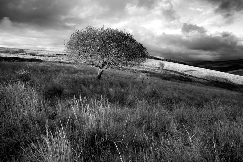 Tree and Mini-Tree - Mann in Mono