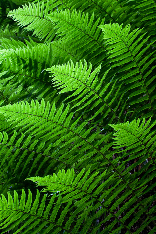 Backlit Ferns - The Isle of Man Close Up