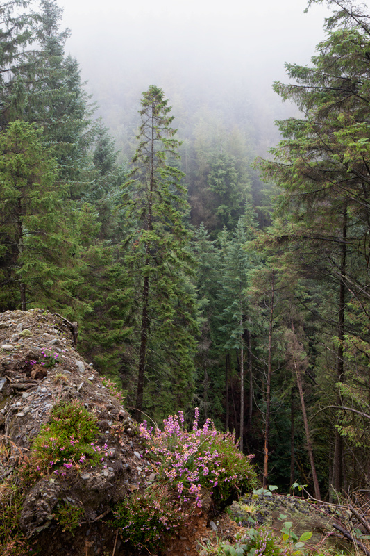 Forest Heather - Isle of Man Landscapes