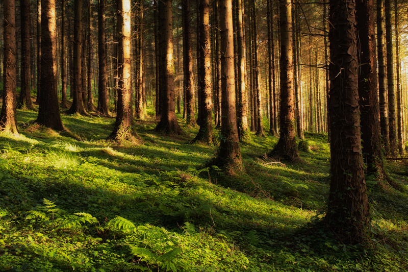 In the Evening Sunlight - Isle of Man Landscapes