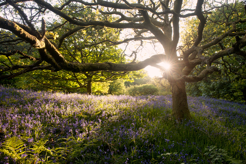 Around the Old Oak Tree - Isle of Man Landscapes