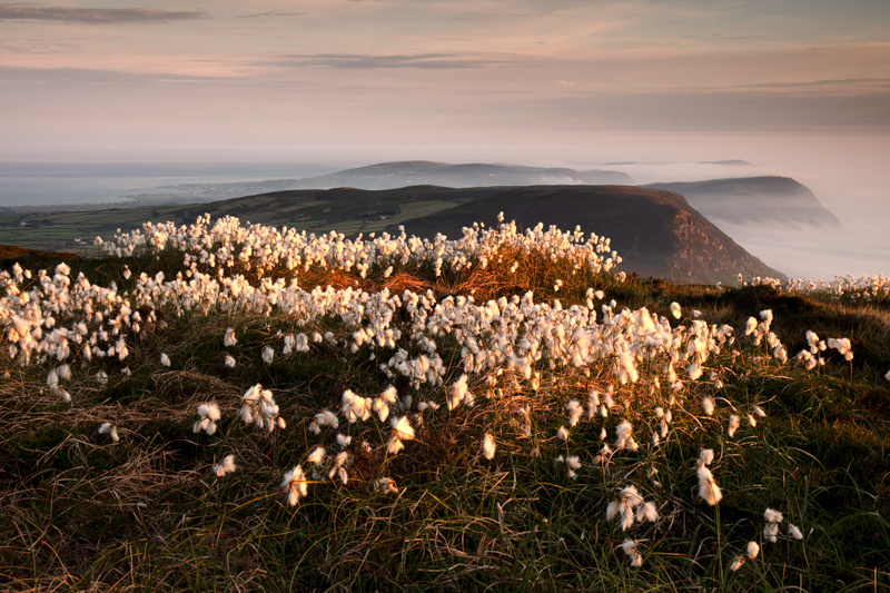 Sedge on the edge - Isle of Man Seascapes/Coastal