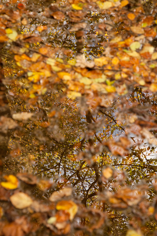 Pennies from Heaven - The Isle of Man Close Up