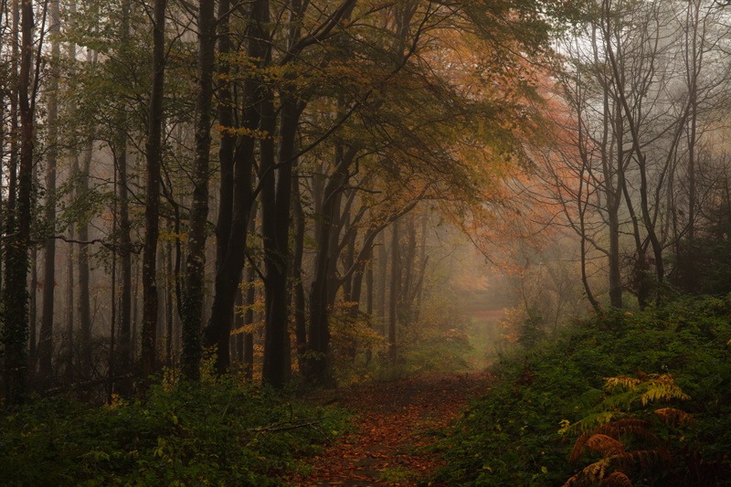 Biophilia - Isle of Man Landscapes