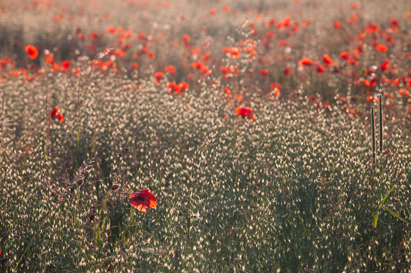 Poppies - The Isle of Man Close Up