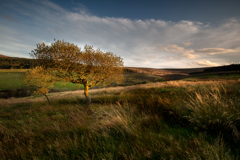 The Light Catcher - Isle of Man Landscapes