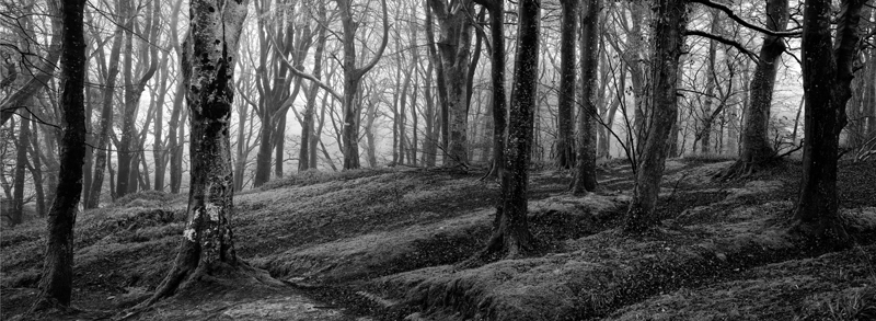 Mono Mist Trees - Mann in Mono