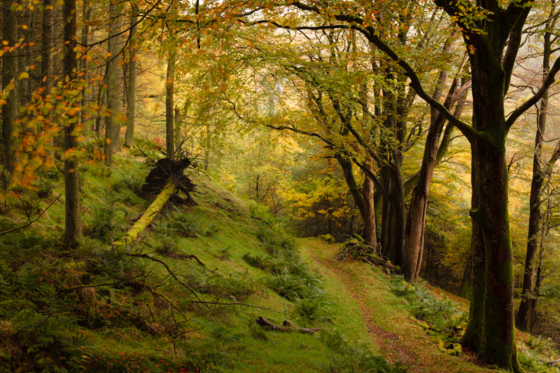 The Golden Shot - Manx National Glens